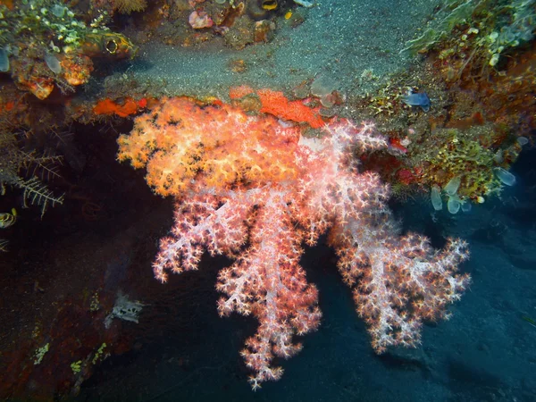 Soft coral — Stock Photo, Image