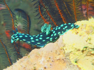 Gerçek deniz yaratığı