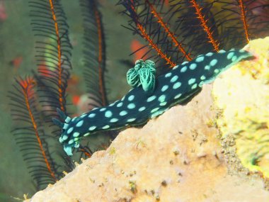 Gerçek deniz yaratığı
