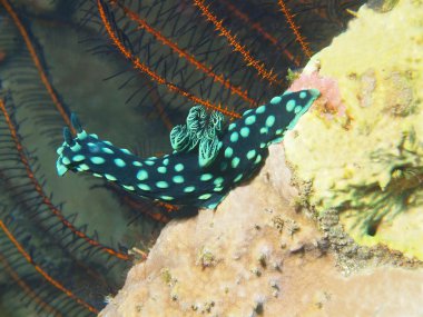 Gerçek deniz yaratığı