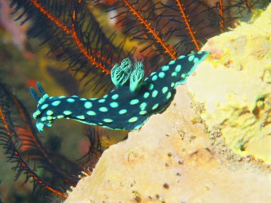 Gerçek deniz yaratığı