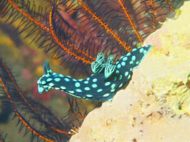 Gerçek deniz yaratığı