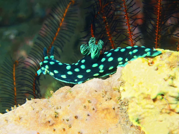 Gerçek deniz yaratığı