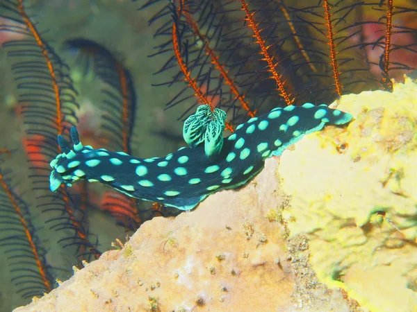 Gerçek deniz yaratığı