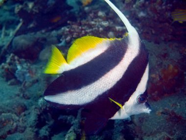 Butterflyfish