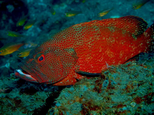 Grouper — Stockfoto