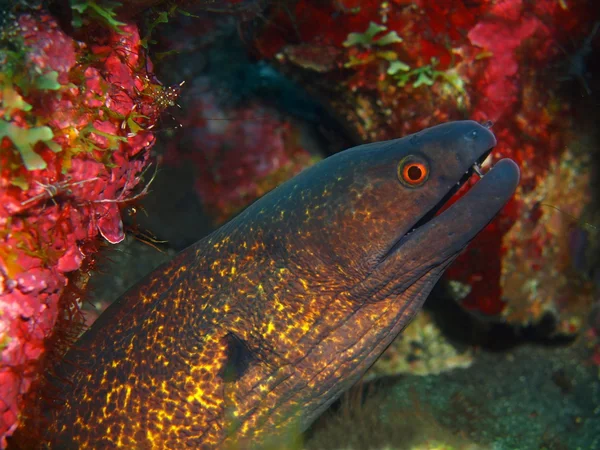 Enguia-de-moray — Fotografia de Stock