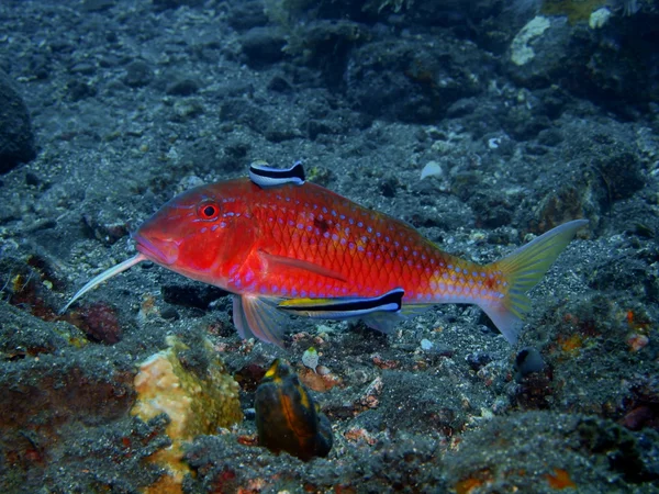 Zeebarbelen — Stockfoto