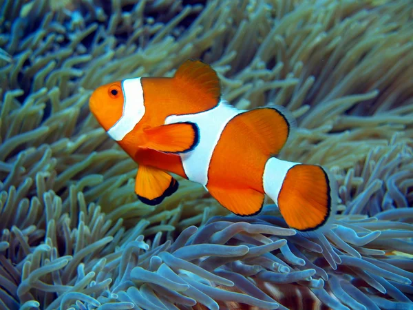 Palhaço de peixe — Fotografia de Stock