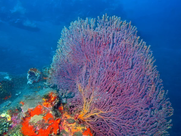 Gorgonian mercan — Stok fotoğraf