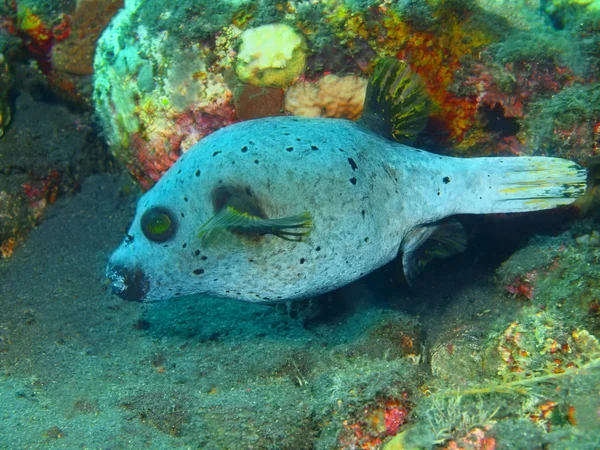 Boxfish — Stock Photo, Image