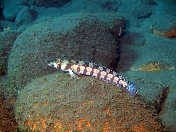 Peces de coral —  Fotos de Stock