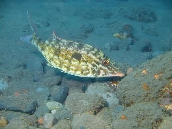 Wrasse. — Fotografia de Stock