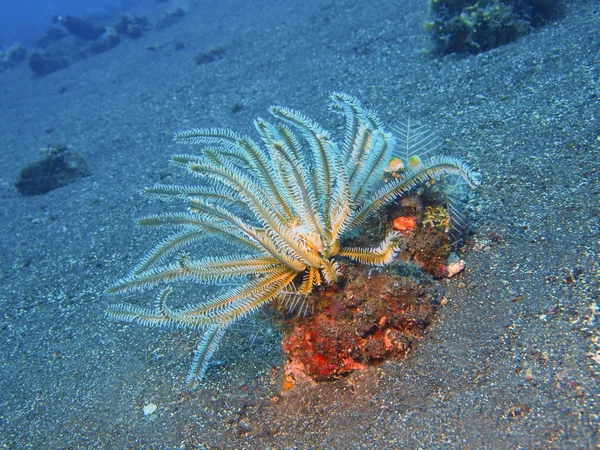 Crinoide — Foto de Stock