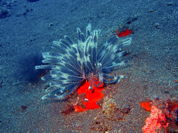 Seelilie — Stockfoto