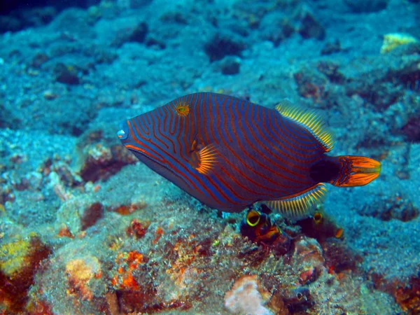 Peixes de coral — Fotografia de Stock