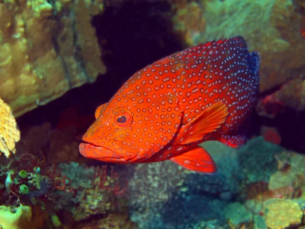 Grouper — Stock Photo, Image