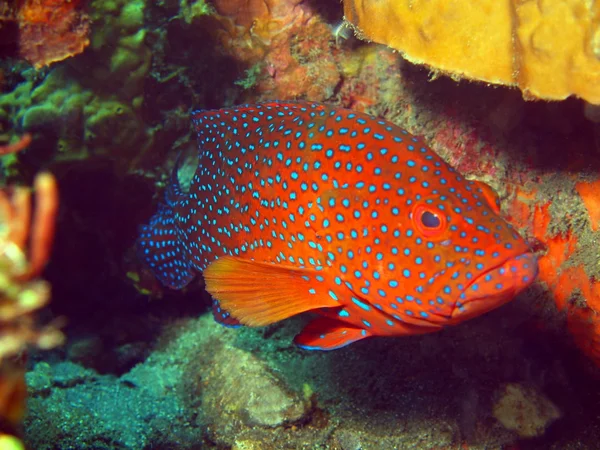 Grouper — Stockfoto