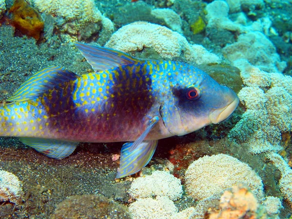 Ziegenfisch — Stockfoto