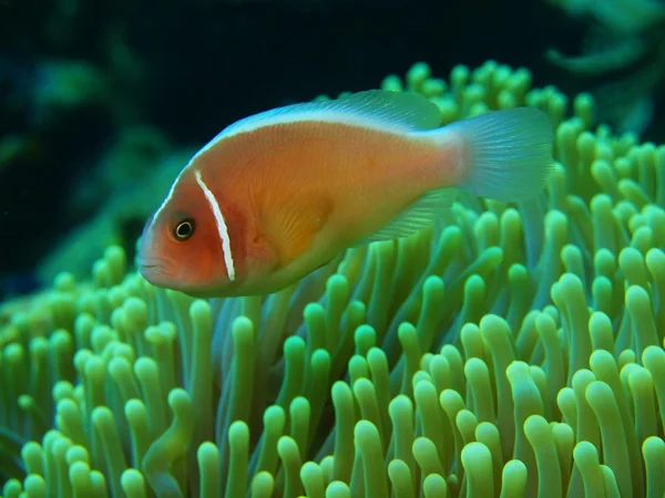 Pagliaccio di pesce — Foto Stock