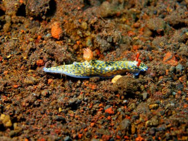 Gerçek deniz yaratığı
