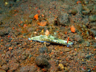 Gerçek deniz yaratığı