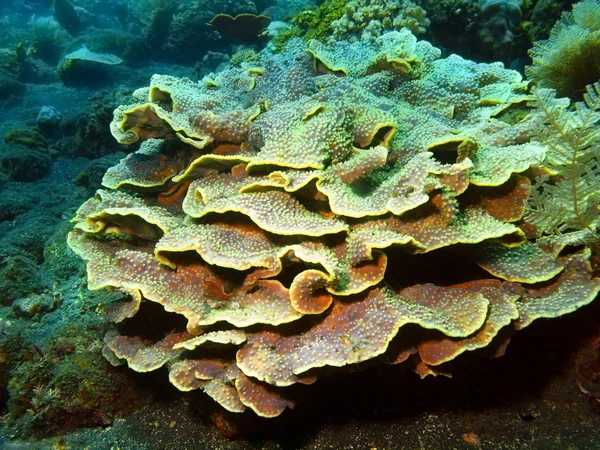 Coral de pedra — Fotografia de Stock