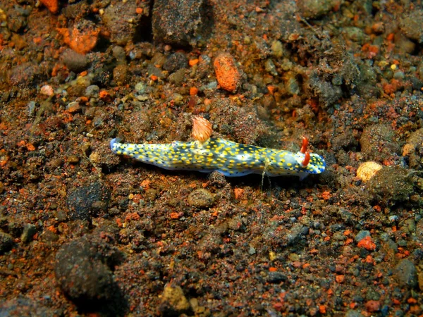 Sanna havet slug — Stockfoto