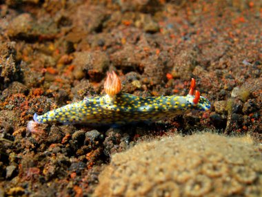 Gerçek deniz yaratığı