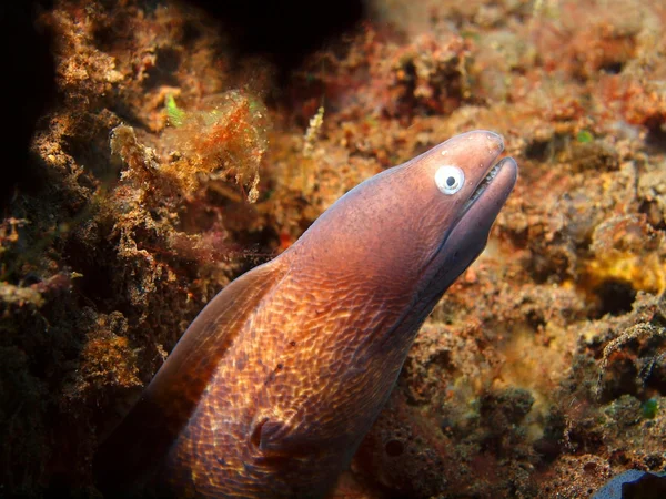 Enguia-de-moray — Fotografia de Stock