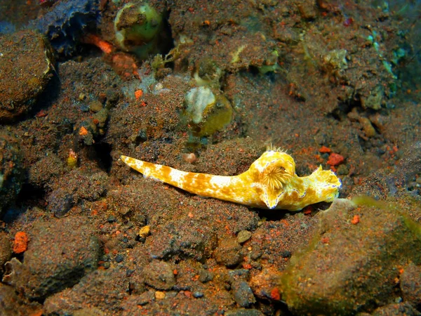 Prawdziwe ślimaka morskiego — Zdjęcie stockowe
