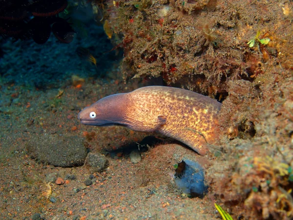 Enguia-de-moray — Fotografia de Stock