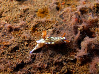 Gerçek deniz yaratığı