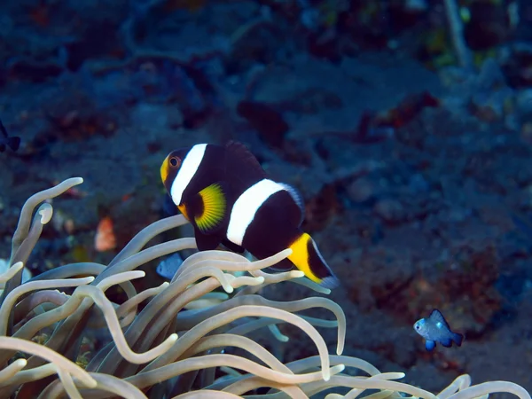 Pagliaccio di pesce — Foto Stock