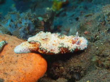 Gerçek deniz yaratığı