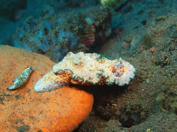 Verdadera babosa marina —  Fotos de Stock