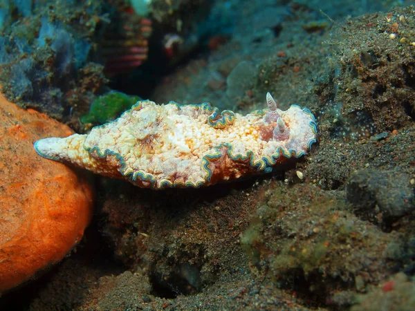 Настоящий морской слизняк — стоковое фото