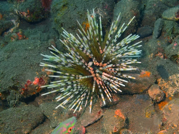 Sea urchin — Stockfoto