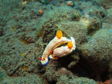 Gerçek deniz yaratığı