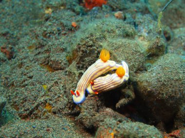 Gerçek deniz yaratığı