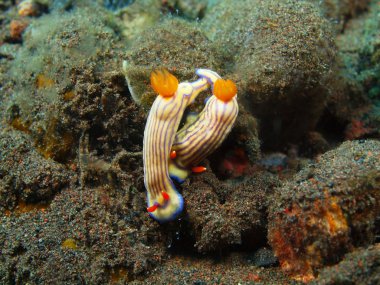 Gerçek deniz yaratığı