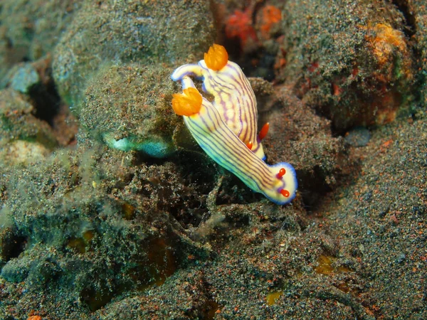 Sanna havet slug — Stockfoto