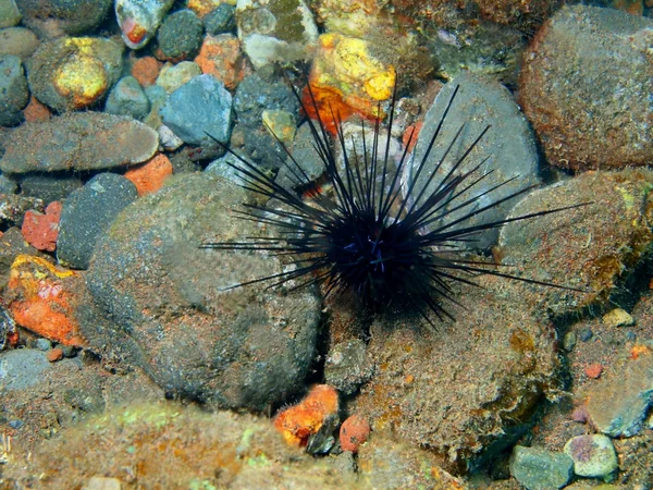 Sea urchin — Stockfoto