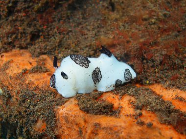 Gerçek deniz yaratığı