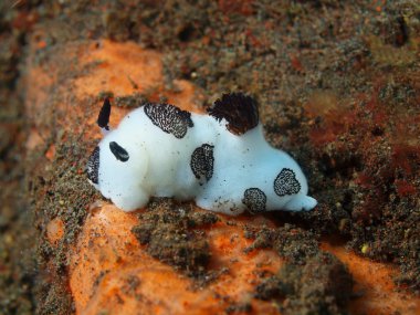 Gerçek deniz yaratığı