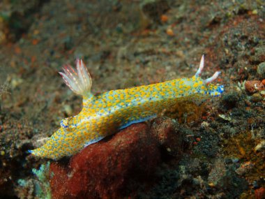 Gerçek deniz yaratığı