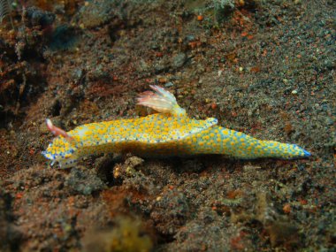 Gerçek deniz yaratığı