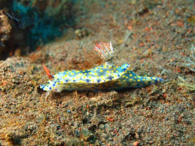 Gerçek deniz yaratığı