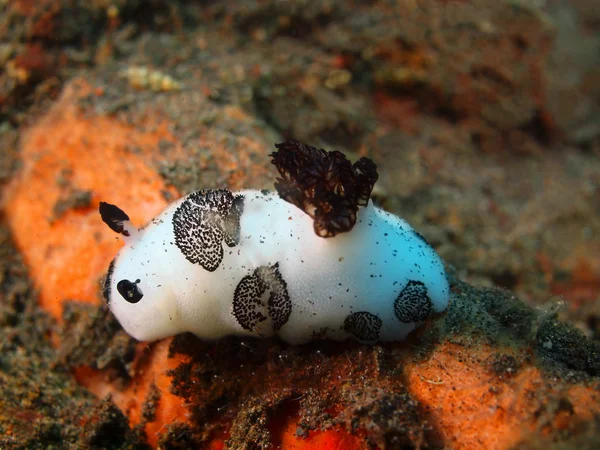 True sea slug — Stock Photo, Image