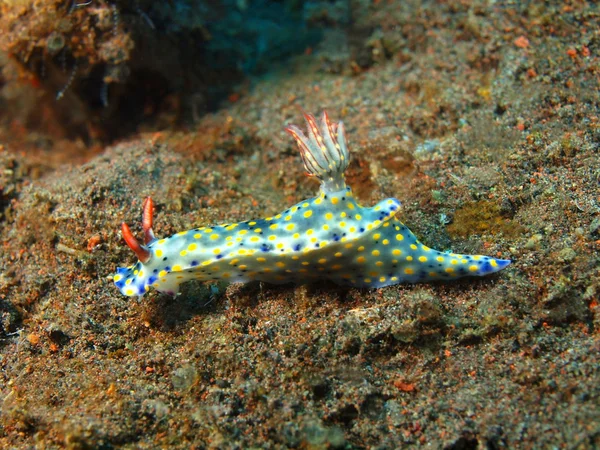 True sea slug — Stock Photo, Image